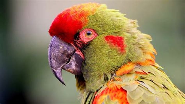 What is the rarest colour of cockapoo?