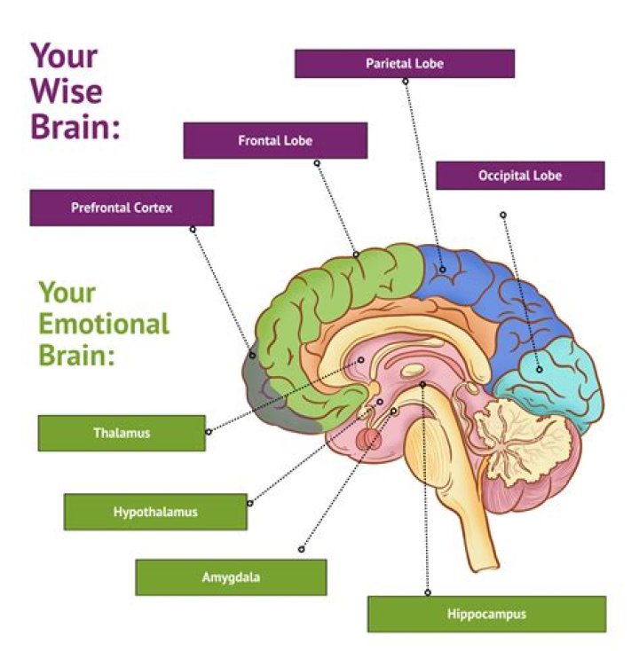 What is the role of orbitofrontal cortex?