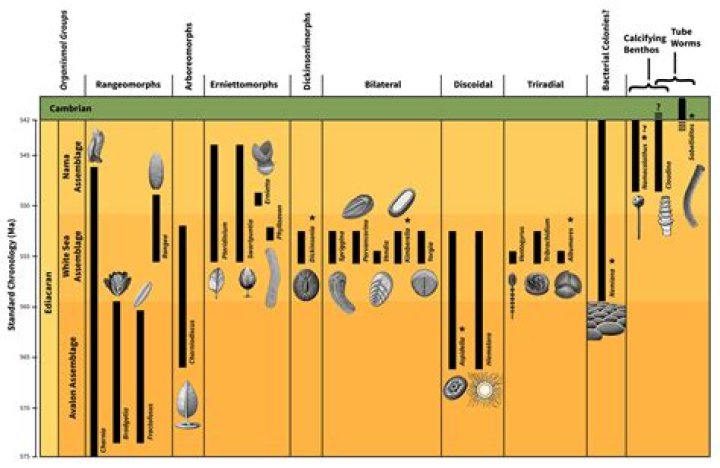 What is the significance of the Ediacara biota?