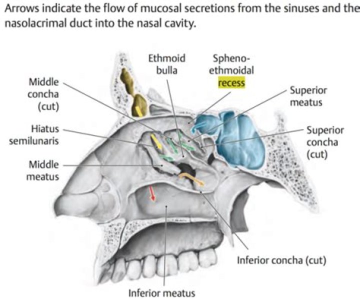 What is the Sphenoethmoidal recess