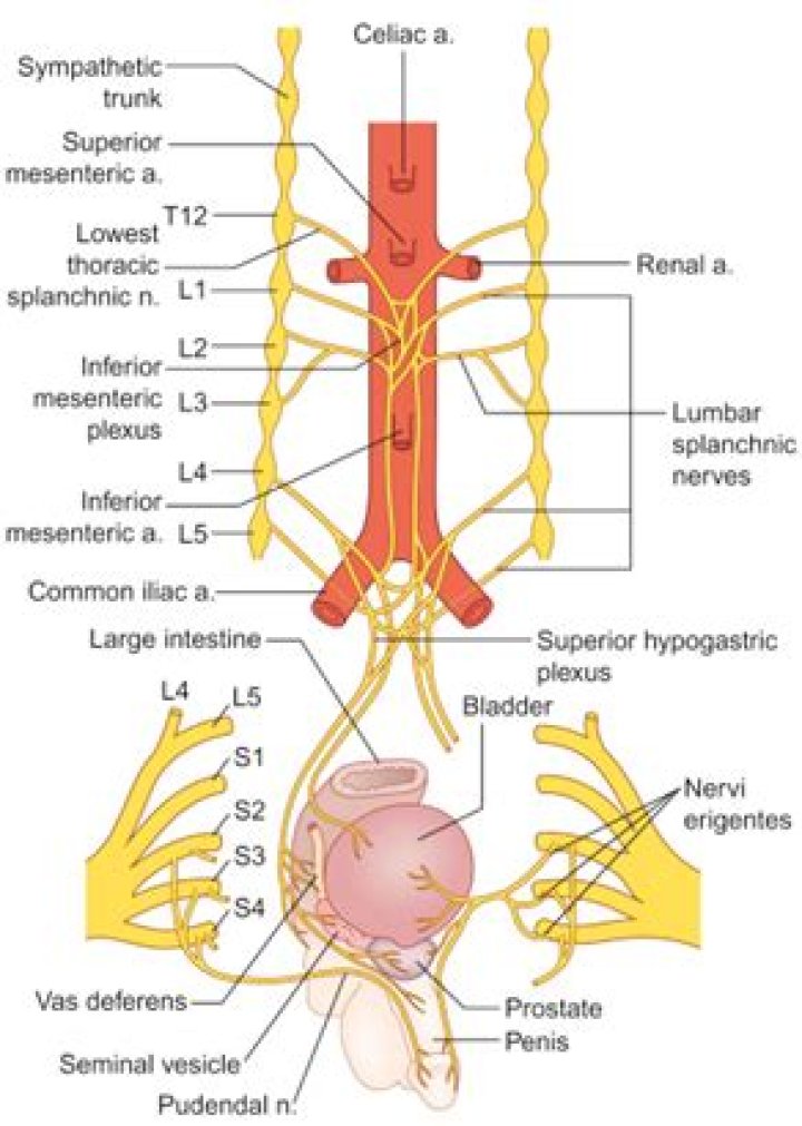 What is the splanchnic nerves?