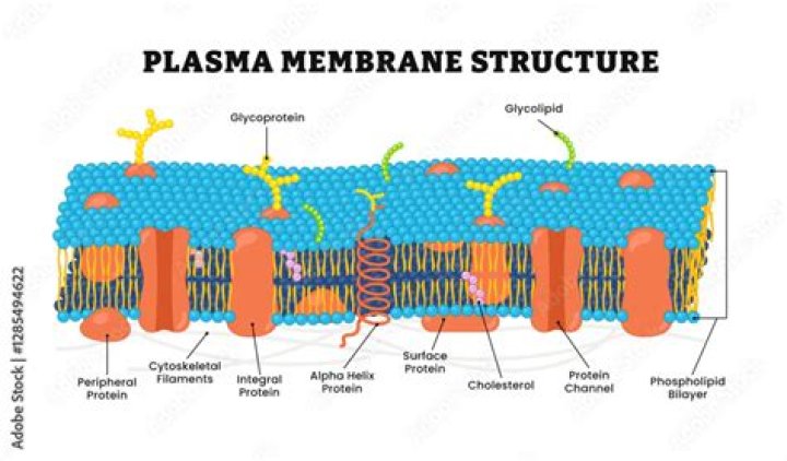 What is the thickness of cytoplasmic membrane?