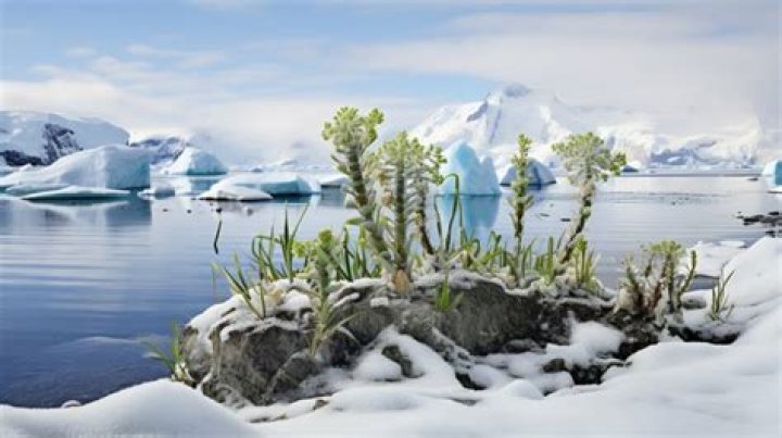 What is the vegetation of Antarctica?