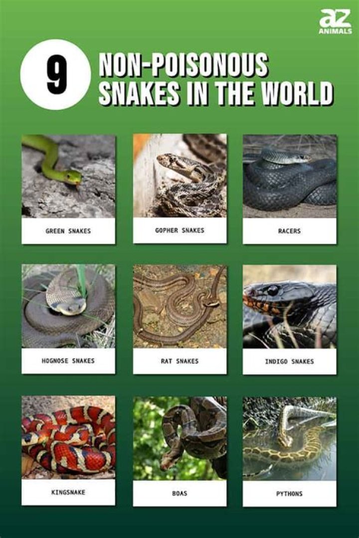 What is toxic to snakes