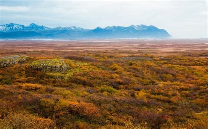 What is tundra vegetation?