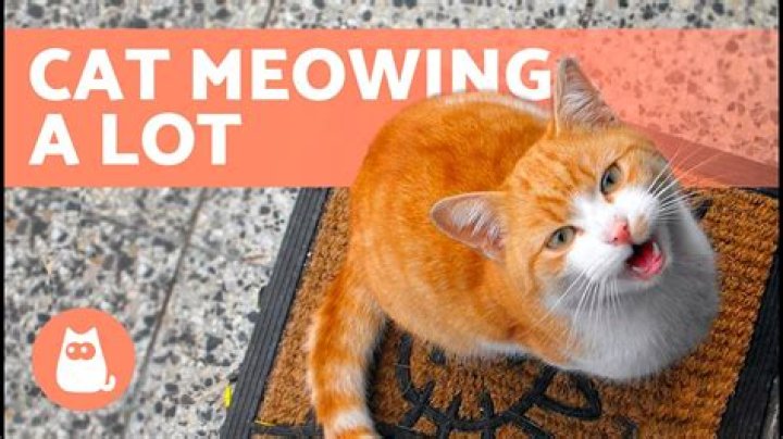 What it means when a cat meows differently?