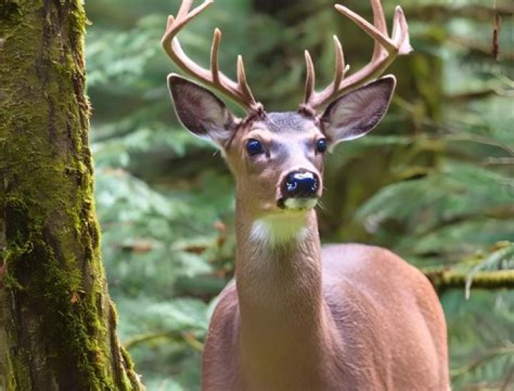What kind of birds live on Vancouver Island?