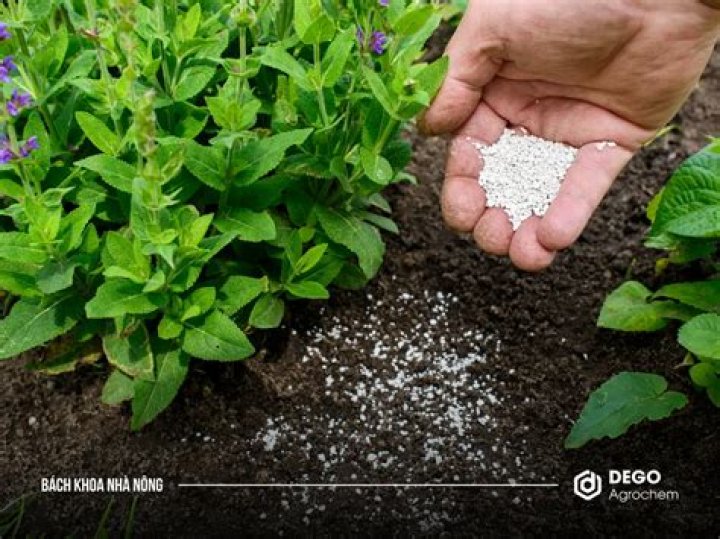 What kind of fertilizer do you use on lilies