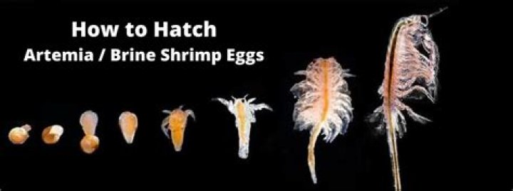 What magnification do you need to see brine shrimp?