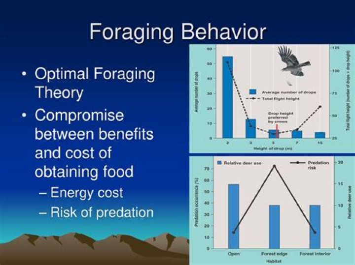 What makes foraging behavior optimal