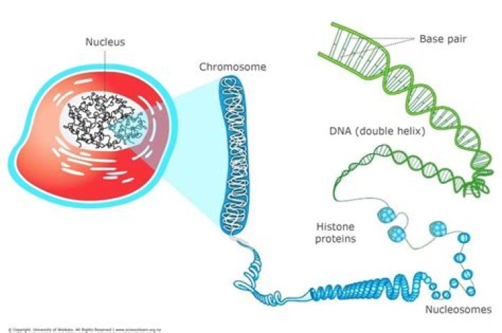 What phases is DNA condensed in?