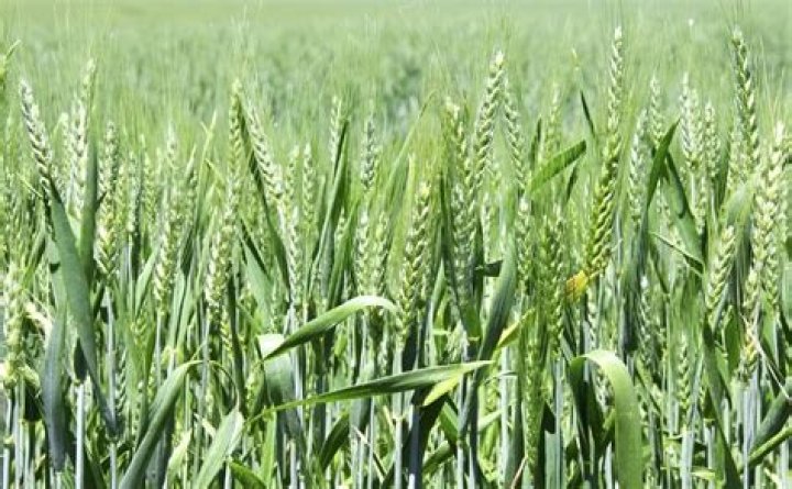What plant looks like wheat