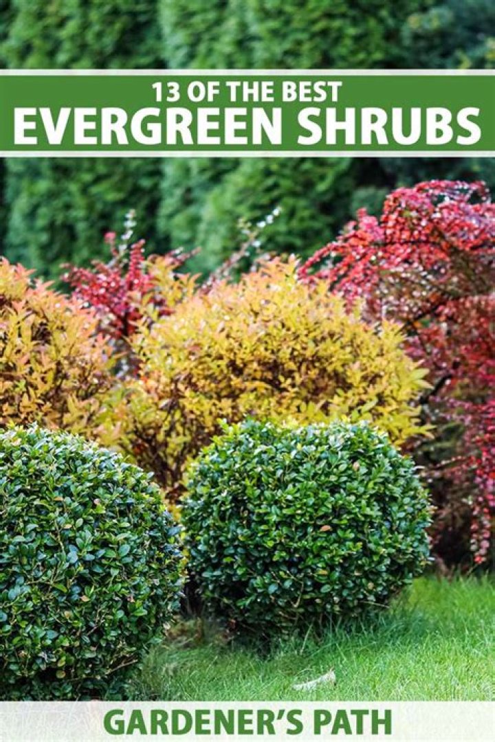 What shrubs are green all year?