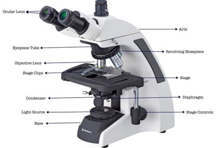 What slides are used in microscope?