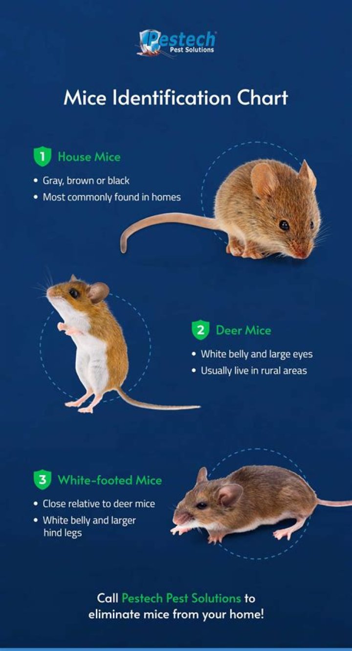 What to do when you find mice in your house