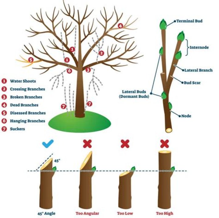 What to put on trees after pruning