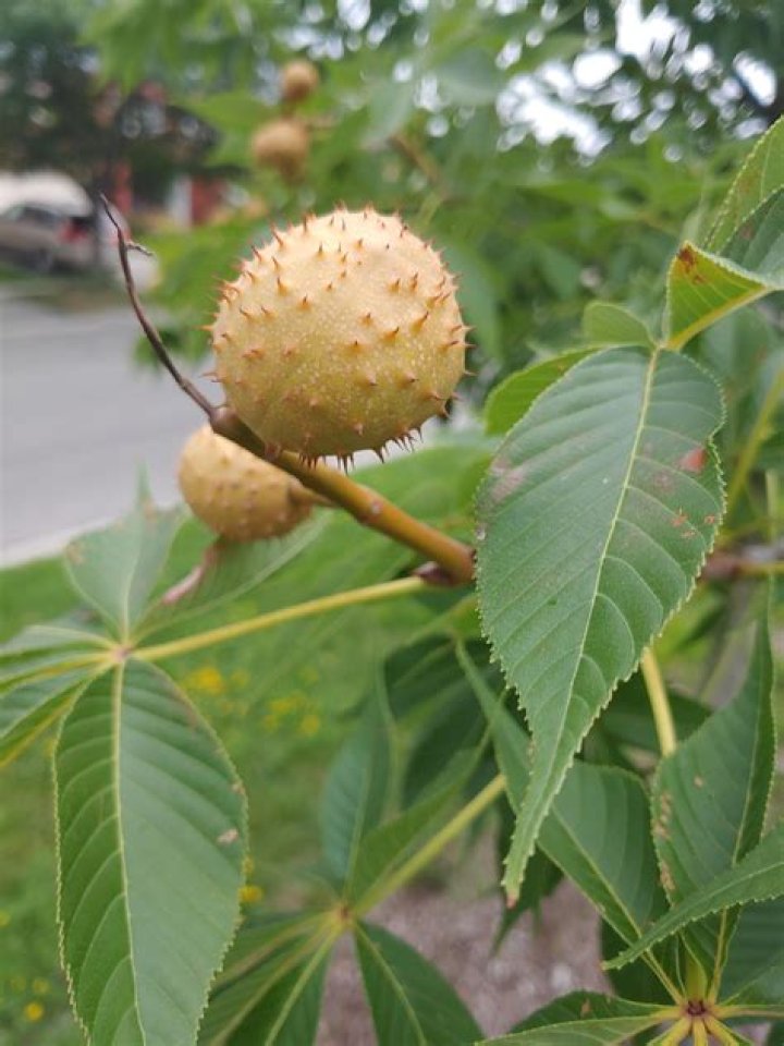 What trees have spiky seed pods?