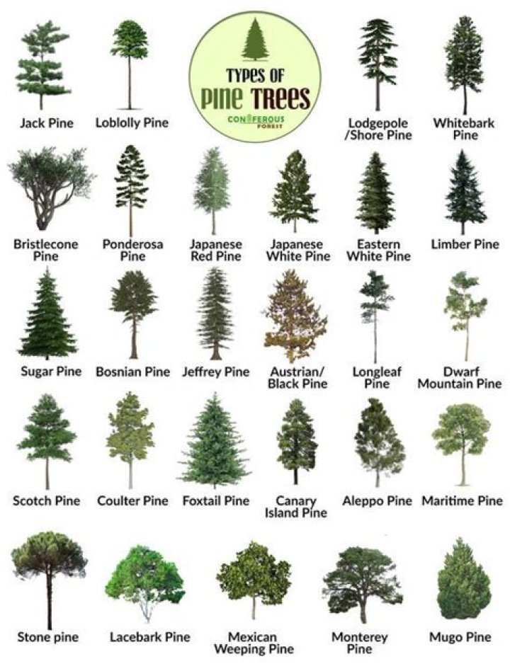 What types of trees are in New Jersey