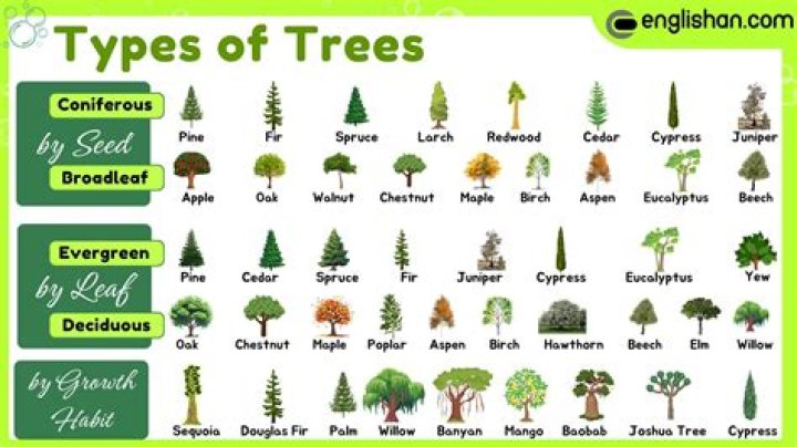 What types of trees grow in Kentucky?