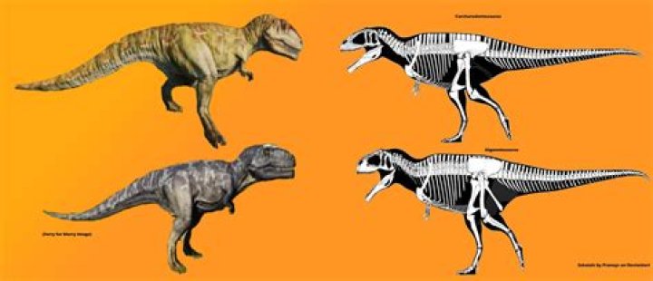 What was bigger the carcharodontosaurus or the Giganotosaurus?