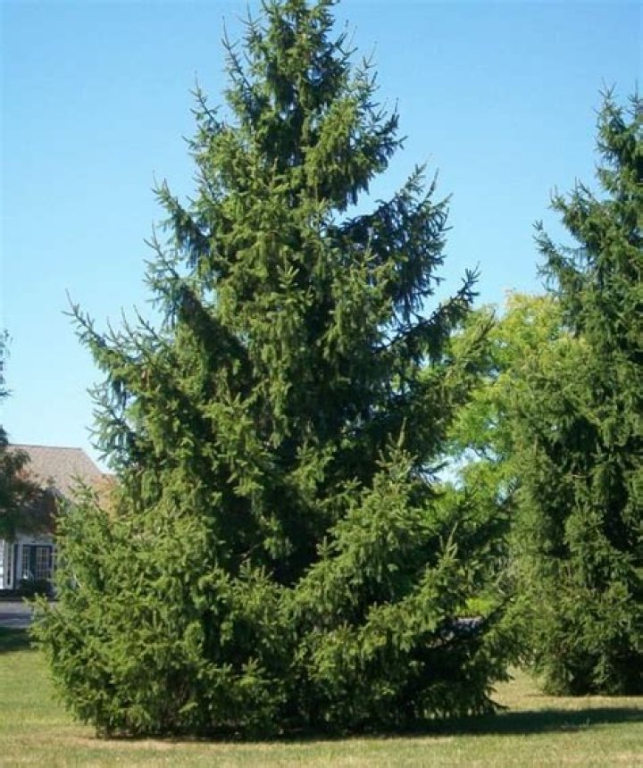 When can I buy Norway spruce?