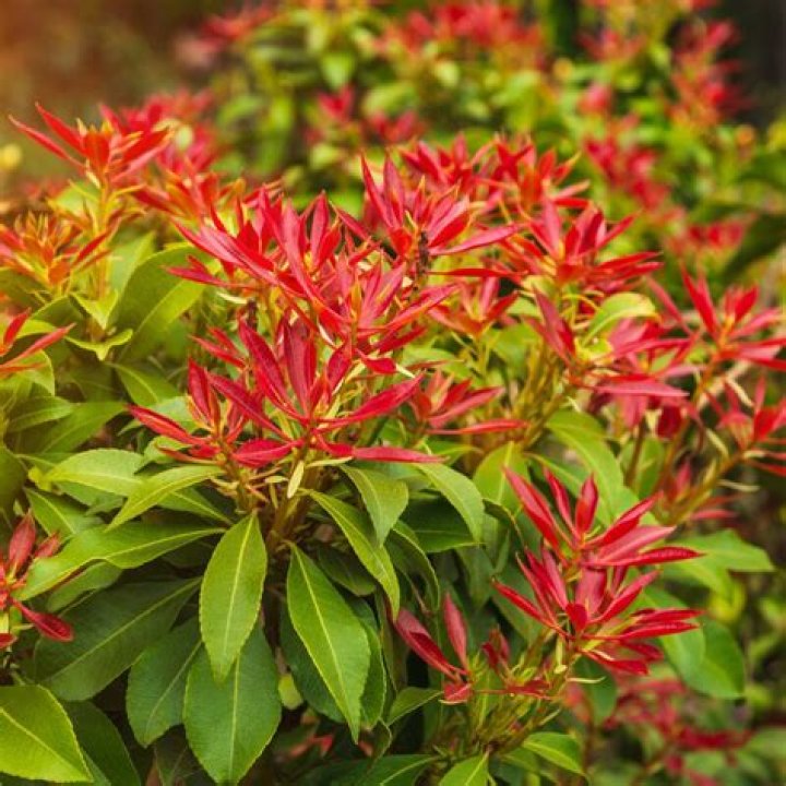 When should I prune my Pieris forest flame