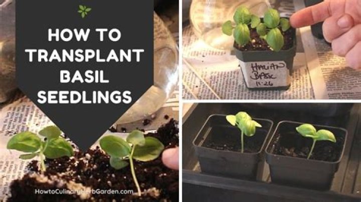 When should I repot basil seedlings?