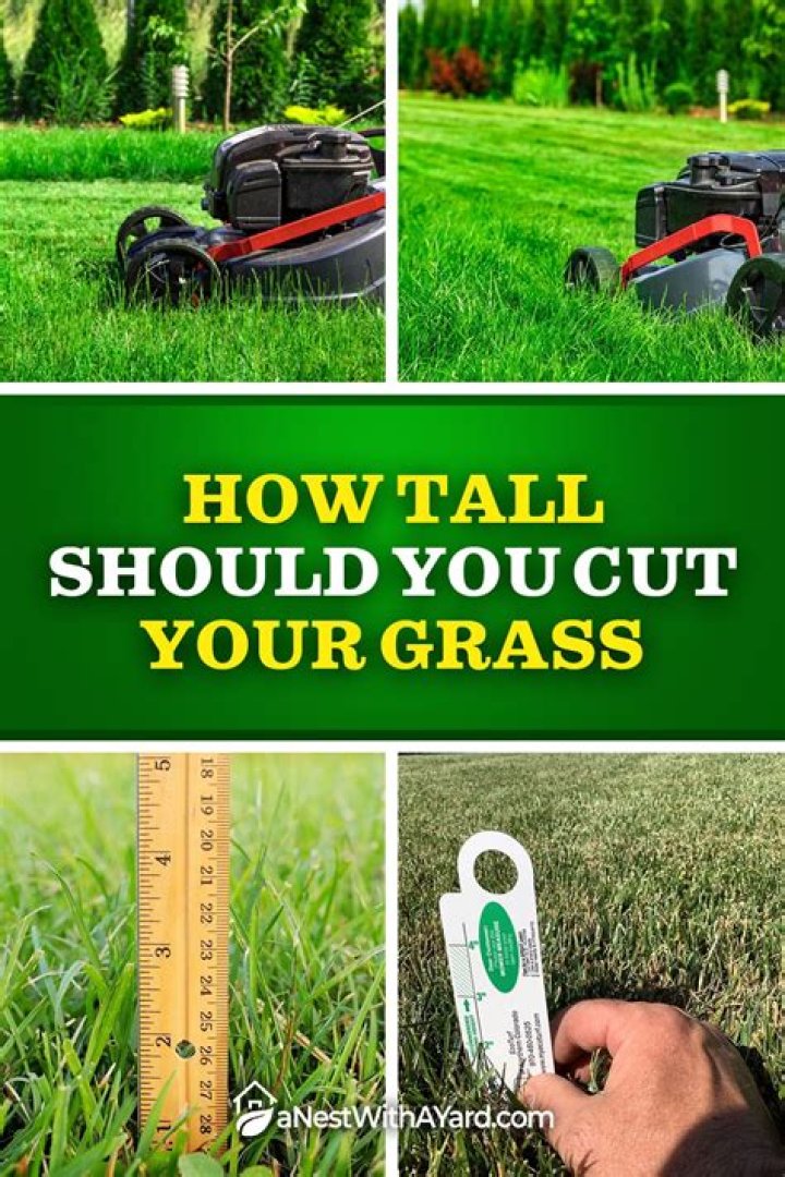 When should you cut the grass low