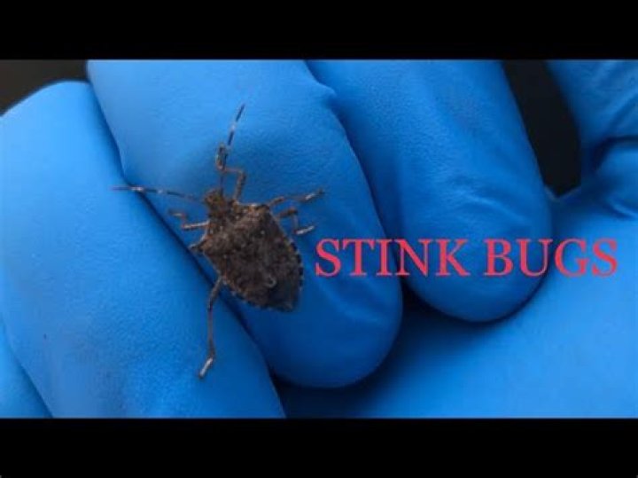 Where are all the stink bugs coming from?