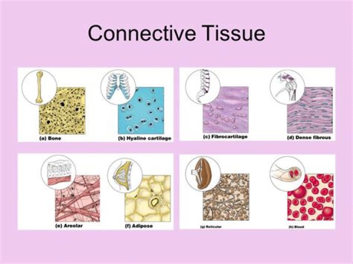 Where are connective tissues found