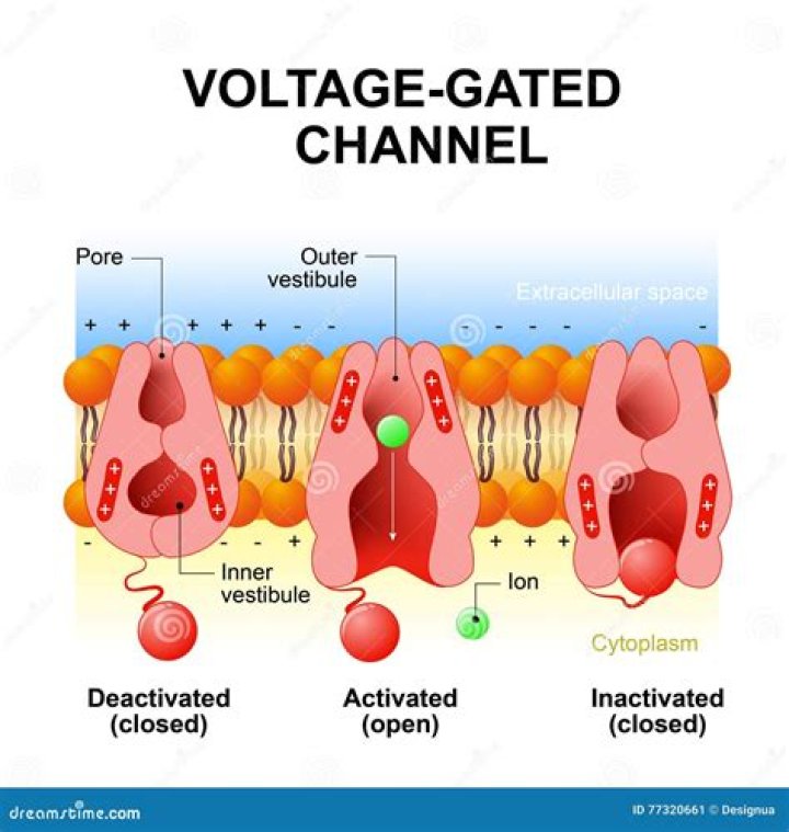 Where are mechanically gated channels located