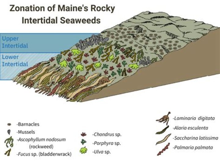 Where are rocky intertidal zones found