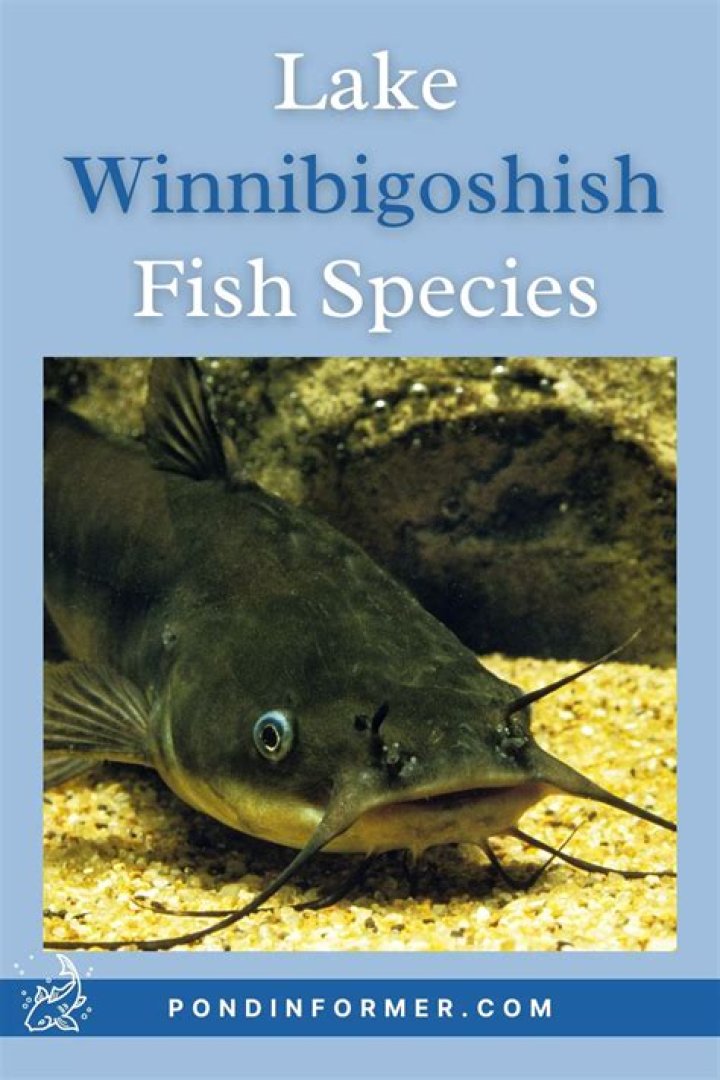 Where are the fish biting on Lake Winnibigoshish?