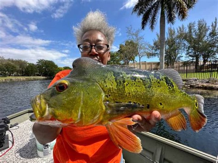 Where can you catch peacock bass in Florida?