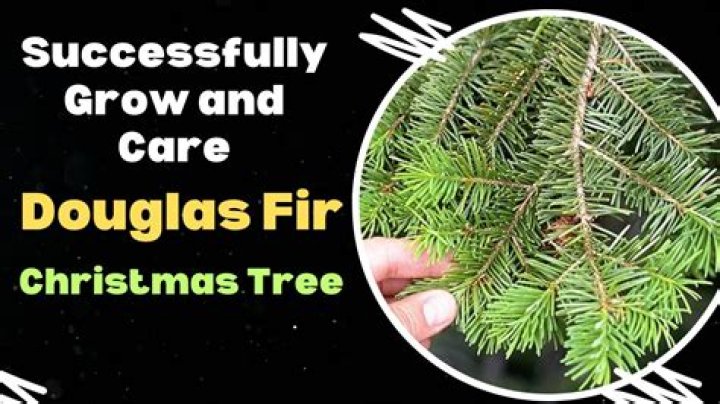 Where can you grow Douglas fir