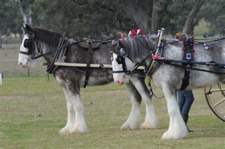 Where did draft horses originate?