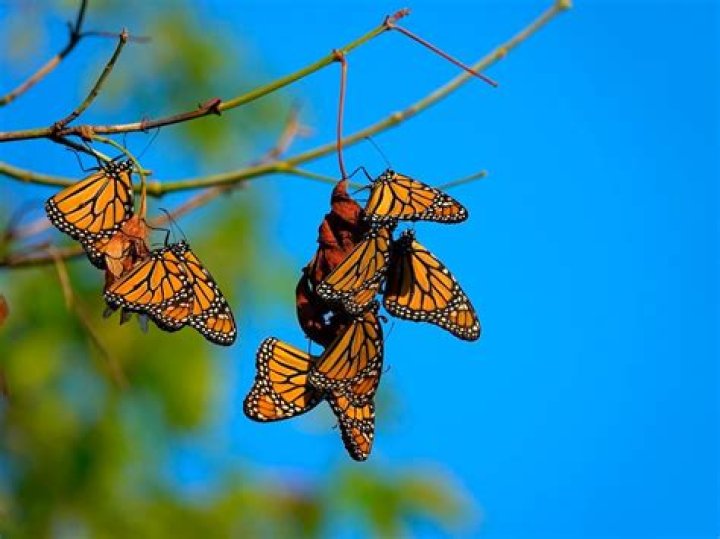Where did word butterfly come from?