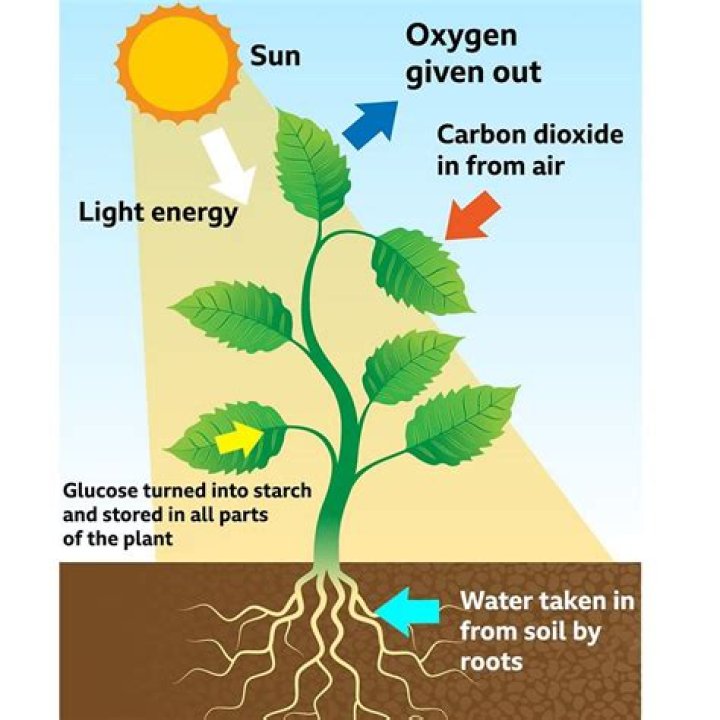 Where do plants obtain carbon and oxygen
