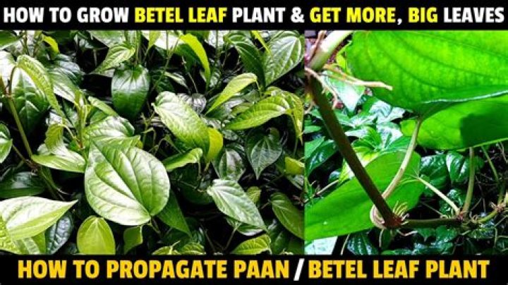 Where do we get betel leaf plant?