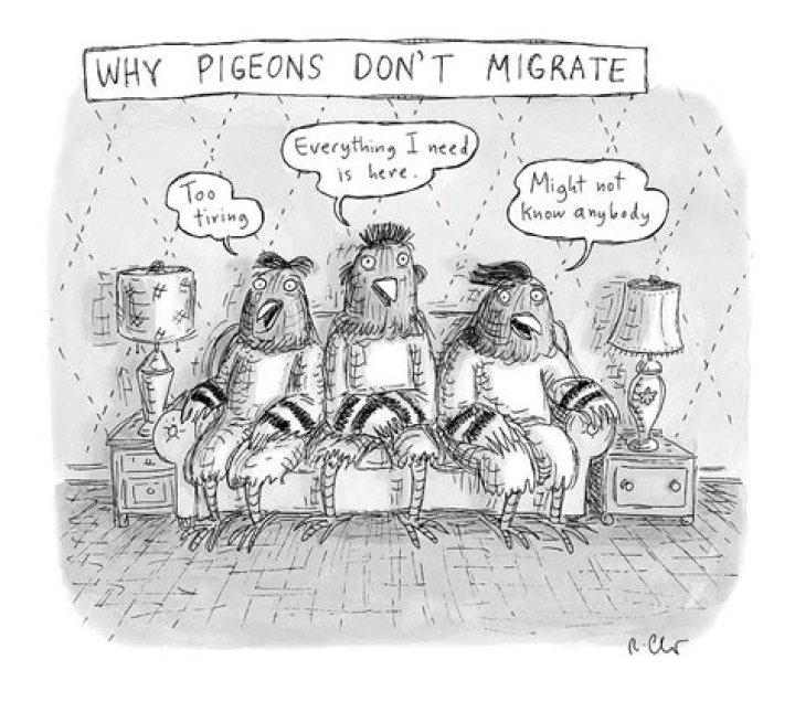 Where do wood pigeons migrate to?