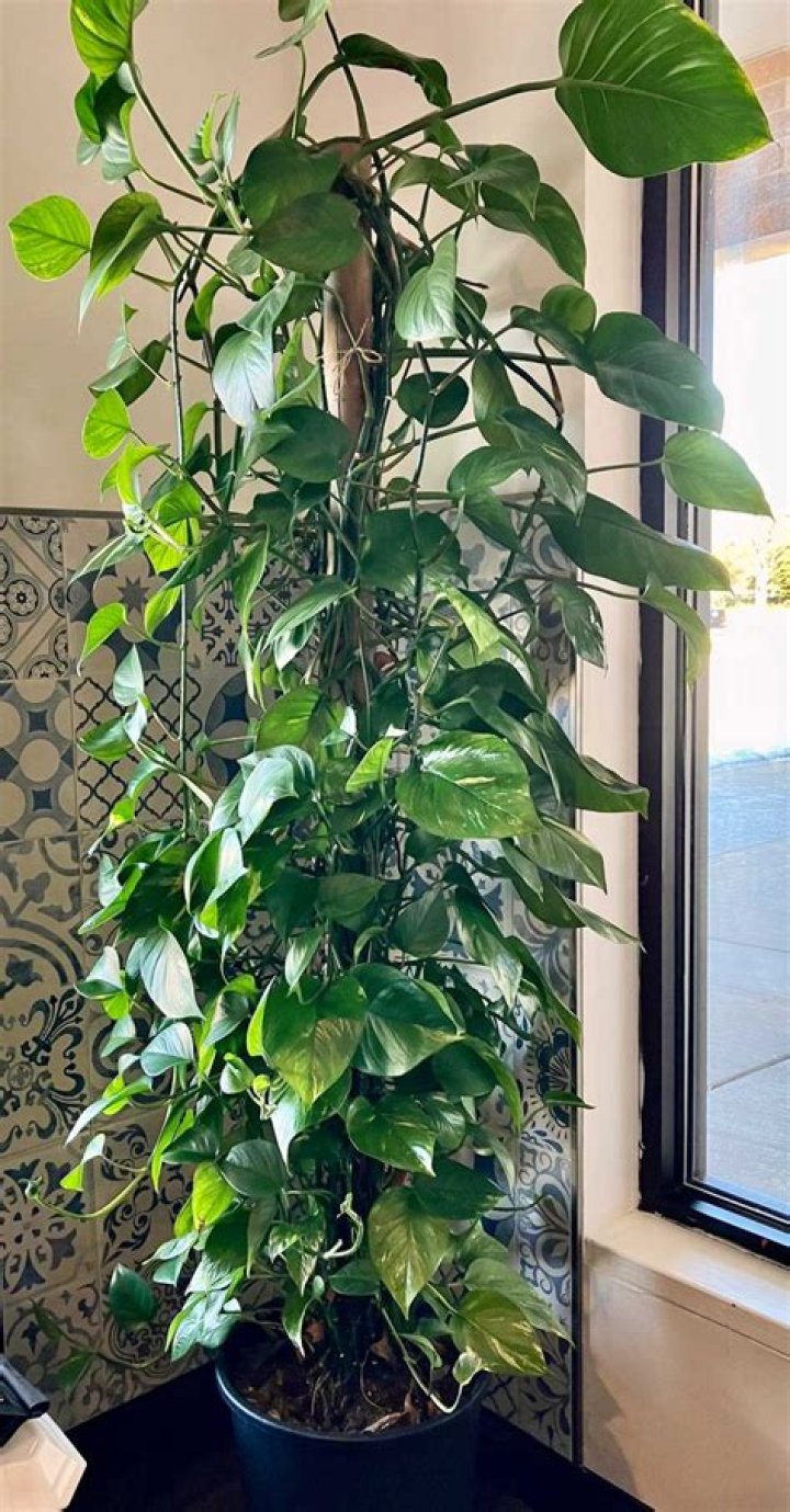 Where do you hang pothos