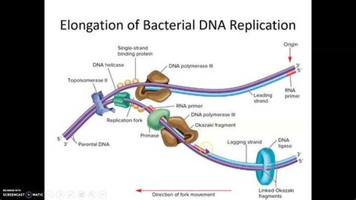 Where does bacterial DNA replication occur