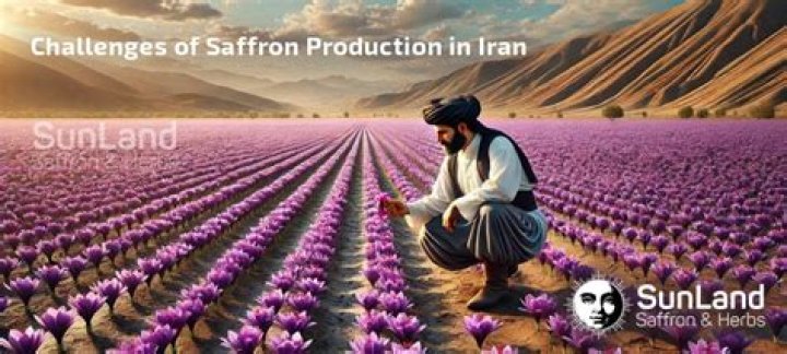 Where is saffron produced