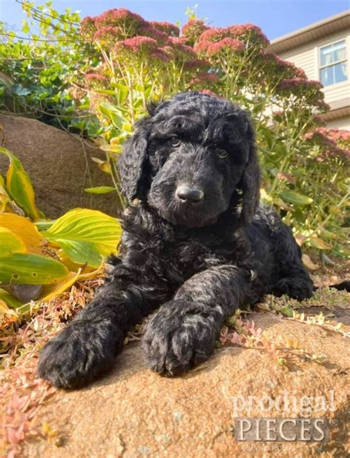 Where is the best place to adopt a Goldendoodle?
