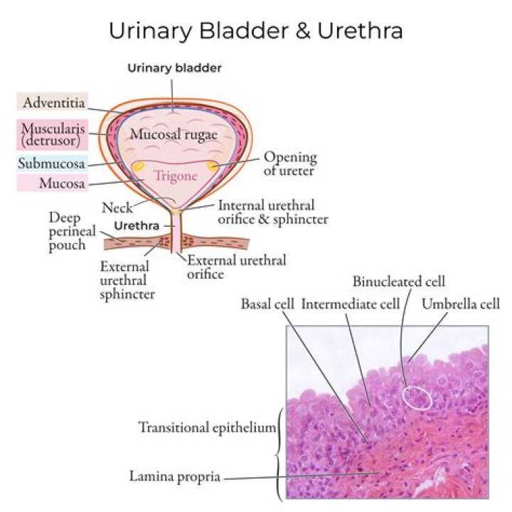 Where is urothelial located