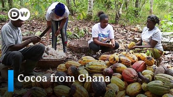 Where was cocoa first grown in Ghana?