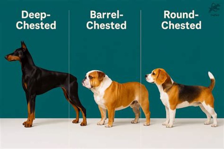 Which breed of dog is least likely to shed?