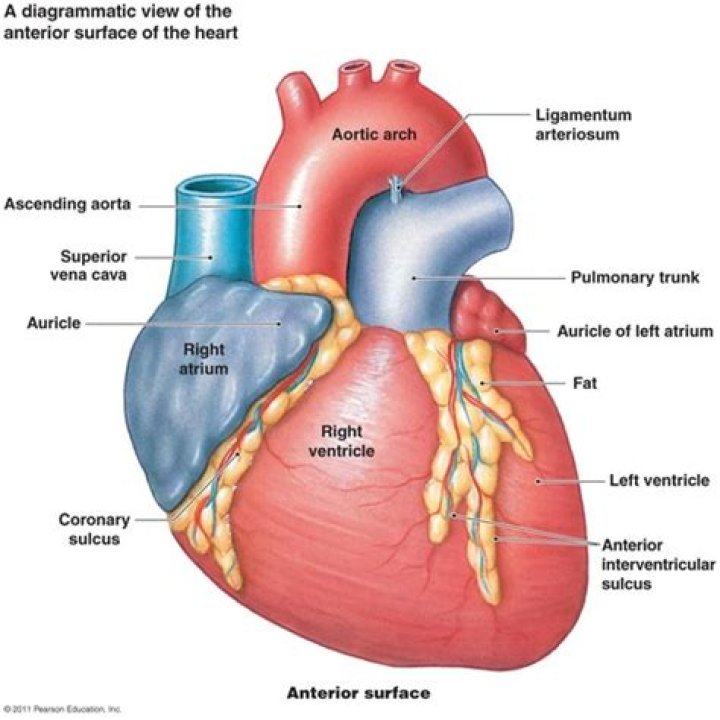Which chamber of the heart is most posterior