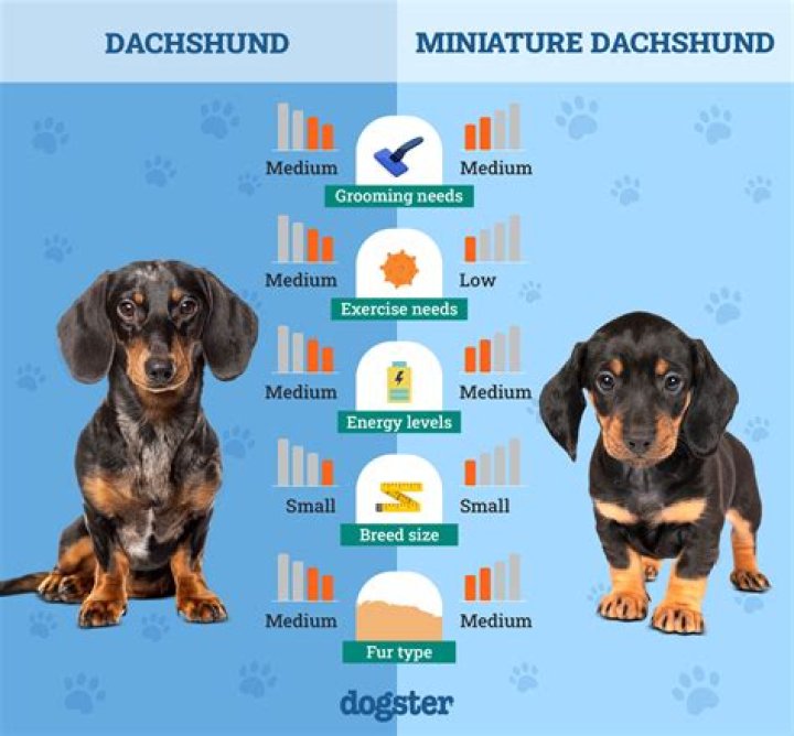 Which Dachshund is the calmest?