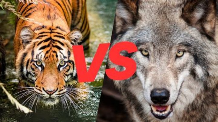 Which is better Tiger or Apache?